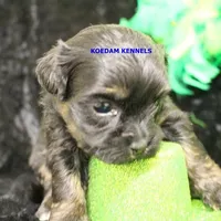 Eve Female 6, a female Shihpoo for sale in Rock Rapids, IA – Photo 2 of 2