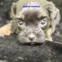 Eve Female 6, a female Shihpoo for sale in Rock Rapids, IA – Photo 1 of 2