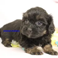 Eve Female 6, a female Shihpoo for sale in Rock Rapids, IA – Photo 5 of 5