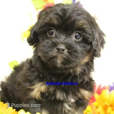 Eve Female 6 – Shihpoo puppy for sale in Rock Rapids, IA