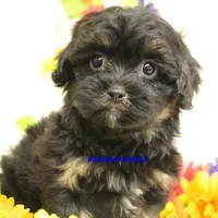 Eve Female 6, a female Shihpoo for sale in Rock Rapids, IA – Photo 1 of 5