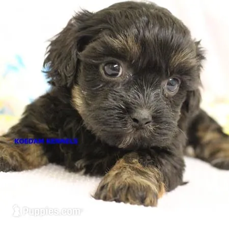 Eve Female 6 – Shihpoo puppy for sale in Rock Rapids, IA
