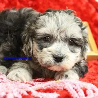 Mal Male 2, a male Shih Tzu and Poodle - Toy  for sale in Rock Rapids, IA – Photo 2 of 2