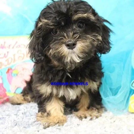 Eve Female 3 – Shihpoo puppy for sale in Rock Rapids, IA