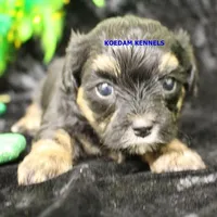 Eve Female 3, a female Shihpoo for sale in Rock Rapids, IA – Photo 1 of 2