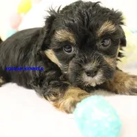Eve Female 3, a female Shihpoo for sale in Rock Rapids, IA – Photo 2 of 5