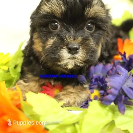 Eve Female 3 – Shihpoo puppy for sale in Rock Rapids, IA