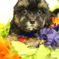 Eve Female 3, a female Shihpoo for sale in Rock Rapids, IA – Photo 1 of 5