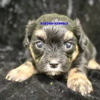 Eve Female 3, a female Shihpoo for sale in Rock Rapids, IA – Photo 2 of 2