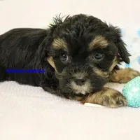 Eve Female 3, a female Shihpoo for sale in Rock Rapids, IA – Photo 5 of 5