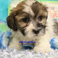 Summer Male 2, a male Shichon for sale in Rock Rapids, IA – 2 of 2