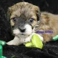 Lynx Male 1, a male Shichon for sale in Rock Rapids, IA – Photo 2 of 2
