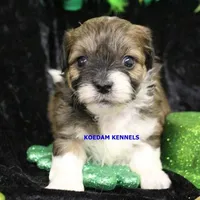 Lynx Male 1, a male Shichon for sale in Rock Rapids, IA – Photo 1 of 2