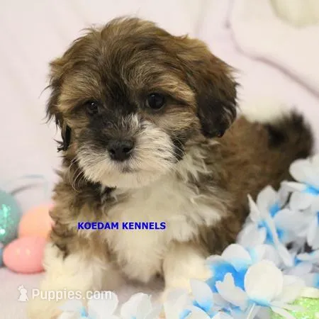 Lynx Male 1 – Shichon puppy for sale in Rock Rapids, IA