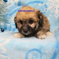 Bali Male 3, a male Bichon Frise and Poodle - Miniature  for sale in Rock Rapids, IA – Photo 4 of 6