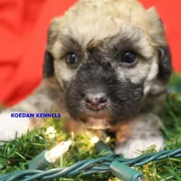 Bali Male 3, a male Bichon Frise and Poodle - Miniature  for sale in Rock Rapids, IA – Photo 6 of 6