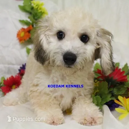 Bali Male 3 – Bichon Frise, Poodle - Miniature  puppy for sale in Rock Rapids, IA