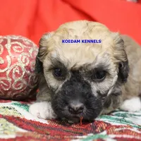 Bali Male 3, a male Bichon Frise and Poodle - Miniature  for sale in Rock Rapids, IA – Photo 5 of 6