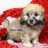 Bali Male 3, a male Bichon Frise and Poodle - Miniature  for sale in Rock Rapids, IA – Photo 2 of 6