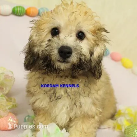 Bali Male 3 – Bichon Frise, Poodle - Miniature  puppy for sale in Rock Rapids, IA