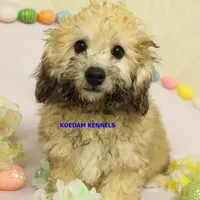 Bali Male 3, a male Bichon Frise and Poodle - Miniature  for sale in Rock Rapids, IA – Photo 1 of 6