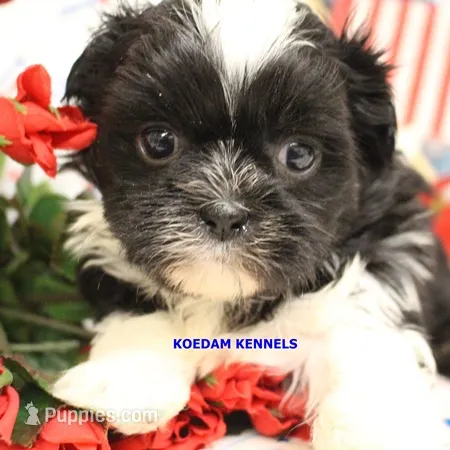 Zulu Male 3 – Shih Tzu puppy for sale in Rock Rapids, IA
