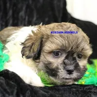 Glory Male 2, a male Shichon for sale in Rock Rapids, IA – Photo 2 of 2