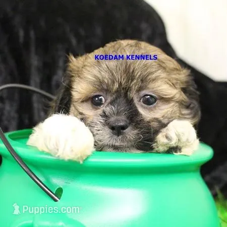 Glory Male 2, a male Shichon for sale in Rock Rapids, IA – Photo 1 of 2