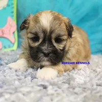 Tickles Female 3, a female Mal Shi for sale in Rock Rapids, IA – 1 of 2