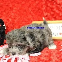 Peace Male 1, a female Shih Tzu and Poodle - Toy  for sale in Rock Rapids, IA – Photo 4 of 4