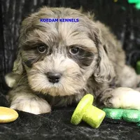 Peace Male 1, a female Shih Tzu and Poodle - Toy  for sale in Rock Rapids, IA – Photo 2 of 4