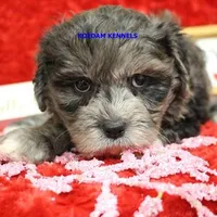 Peace Male 1, a female Shih Tzu and Poodle - Toy  for sale in Rock Rapids, IA – Photo 1 of 2