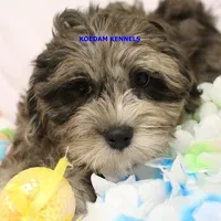 Peace Male 1, a female Shih Tzu and Poodle - Toy  for sale in Rock Rapids, IA – Photo 1 of 4