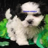 Wiggles Female 2, a female Mal Shi for sale in Rock Rapids, IA – Photo 4 of 5