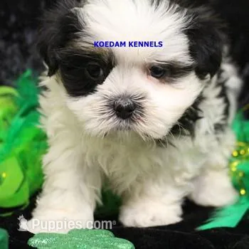 Wiggles Female 2, a female Mal Shi for sale in Rock Rapids, IA – Photo 1 of 2