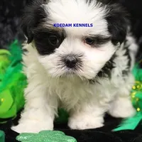 Wiggles Female 2, a female Mal Shi for sale in Rock Rapids, IA – Photo 3 of 5