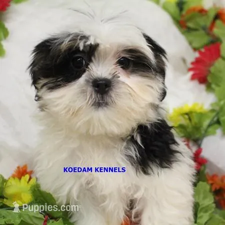Wiggles Female 2 – Mal Shi puppy for sale in Rock Rapids, IA