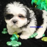 Wiggles Female 2, a female Mal Shi for sale in Rock Rapids, IA – Photo 5 of 5