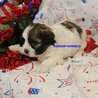 Egypt Female 2, a female Shichon for sale in Rock Rapids, IA – 2 of 2