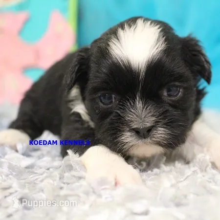 Zulu Male 3 – Shih Tzu puppy for sale in Rock Rapids, IA