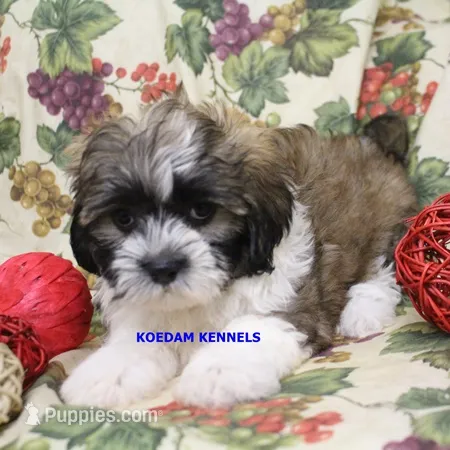Egypt Female 3 – Shichon puppy for sale in Rock Rapids, IA