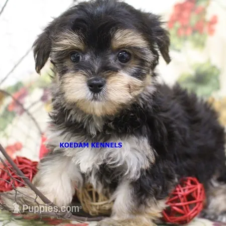 Pumpkin Male 1 – Morkie puppy for sale in Rock Rapids, IA