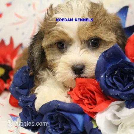 Summer Female 2 – Shichon puppy for sale in Rock Rapids, IA