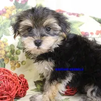 Pumpkin Male 3, a male Morkie for sale in Rock Rapids, IA – 1 of 4