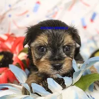 Pumpkin Male 2, a male Morkie for sale in Rock Rapids, IA – 2 of 2