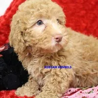 Daphne Female 2, a female Poodle - Miniature  for sale in Rock Rapids, IA – Photo 4 of 4