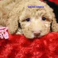 Daphne Female 2, a female Poodle - Miniature  for sale in Rock Rapids, IA – Photo 3 of 4