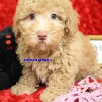 Daphne Female 2, a female Poodle - Miniature  for sale in Rock Rapids, IA – Photo 1 of 4