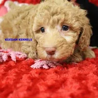 Daphne Female 2, a female Poodle - Miniature  for sale in Rock Rapids, IA – Photo 2 of 4