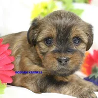 Winter Female 3, a female Shorkie for sale in Rock Rapids, IA – Photo 2 of 2